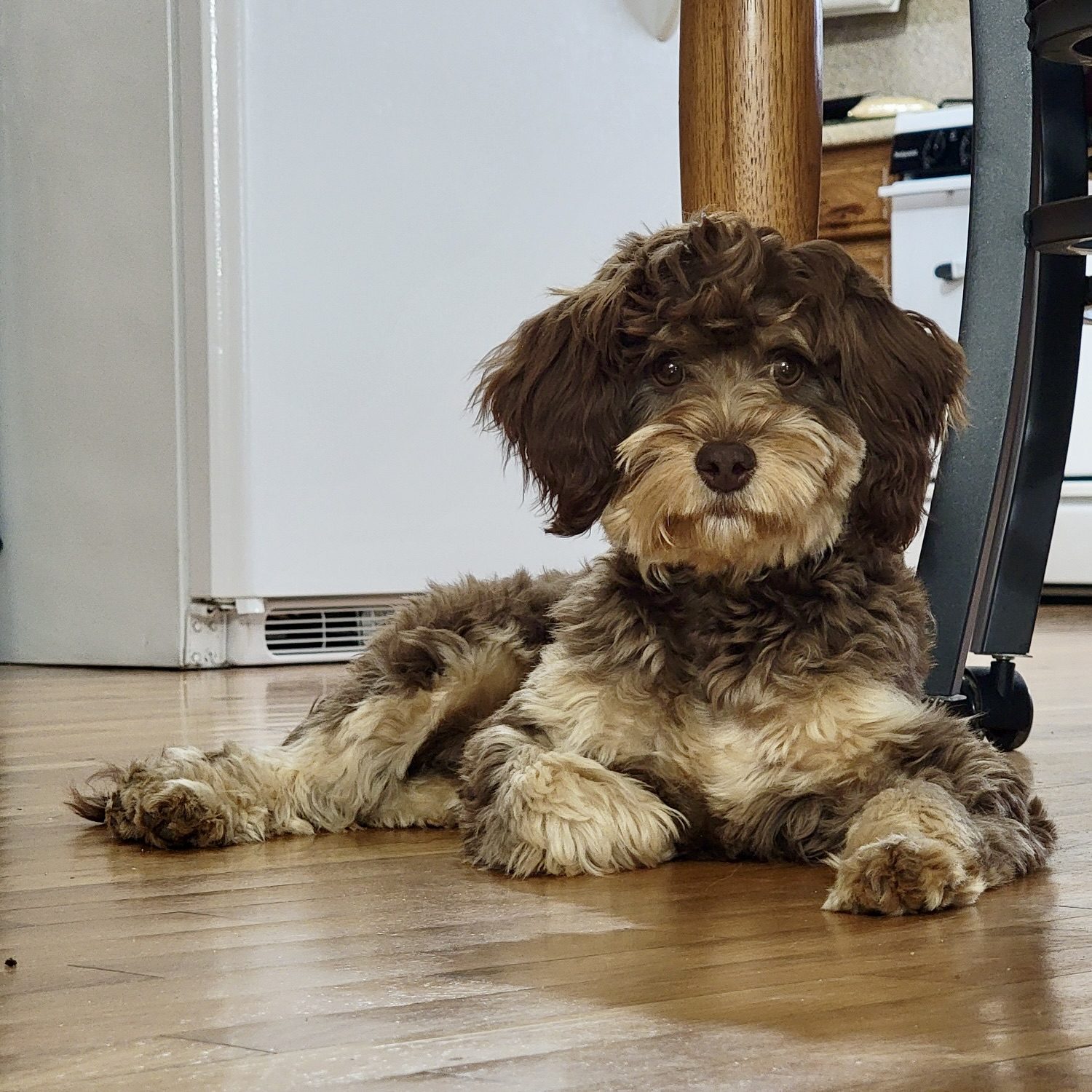 Cavapoo