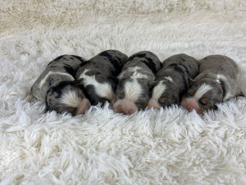 Blue Merle Mini Bernese