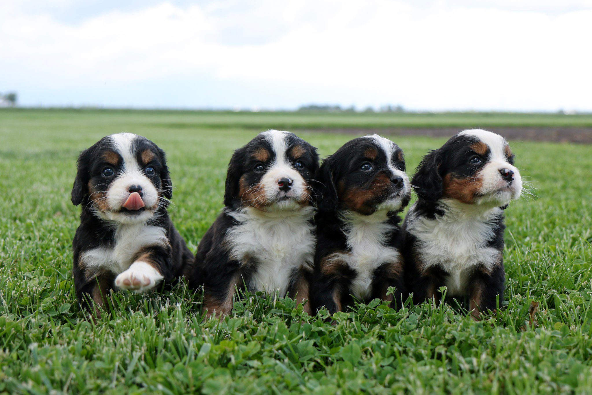 Mini Bernese Puppies