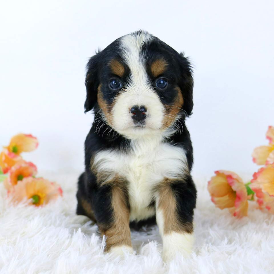 Mini Bernese