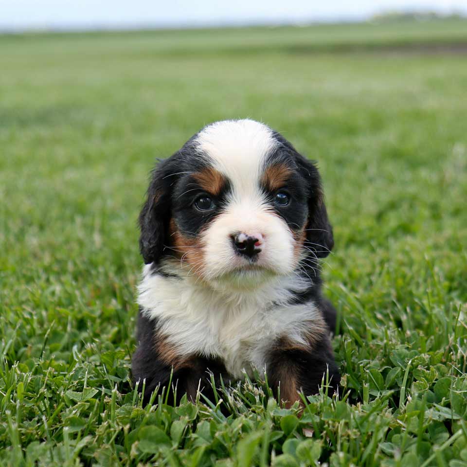 Mini Bernese Mini Bernese Mountain Puppies
