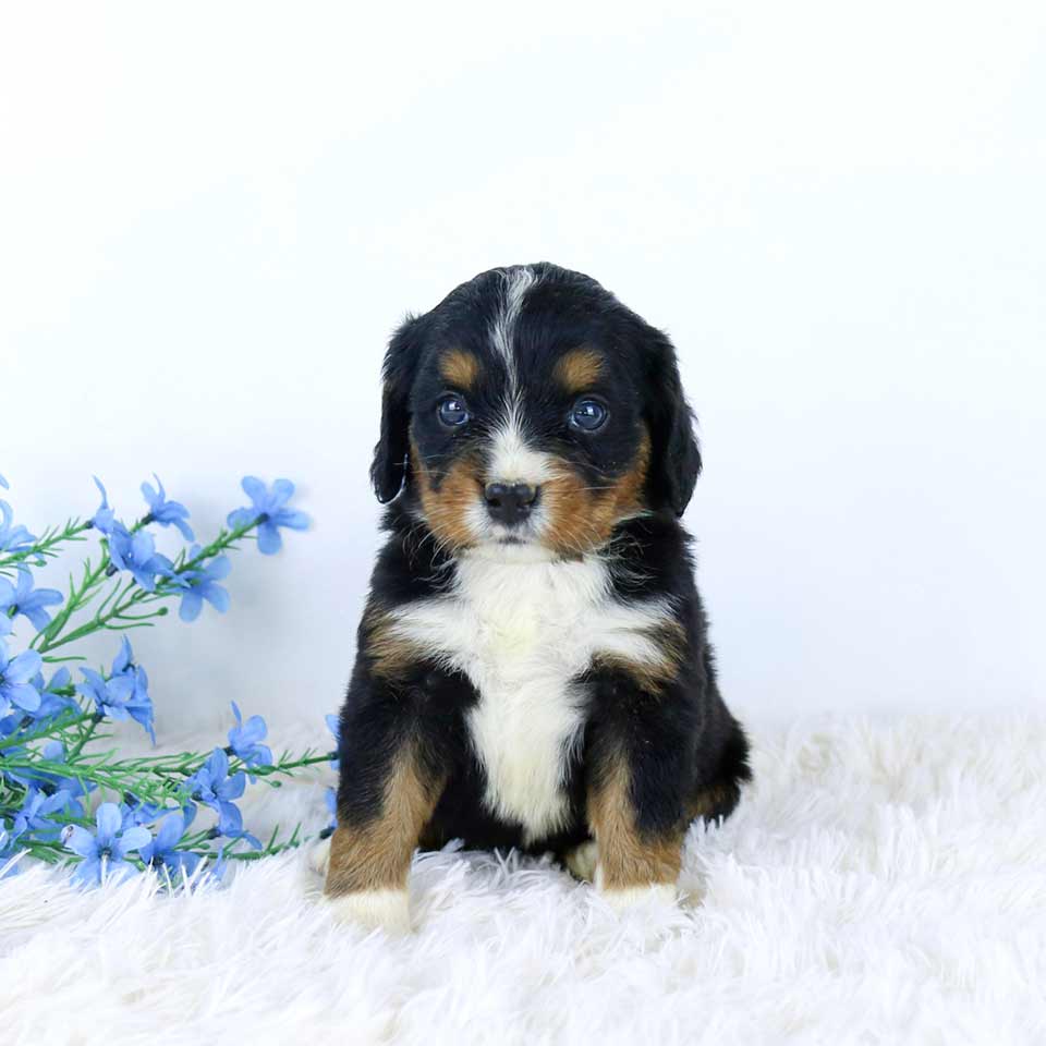 Mini Bernese Mountain Dog Mini Bernese