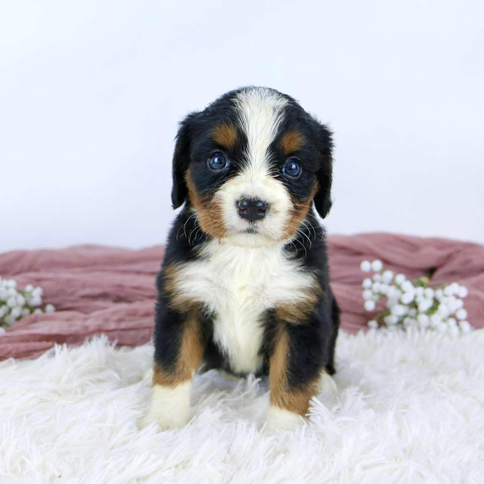 Mini Bernese Bernalier Puppy