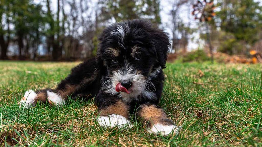 Bernedoodle puppy in the grass