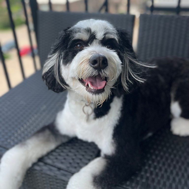 Black and white Bernedoodle