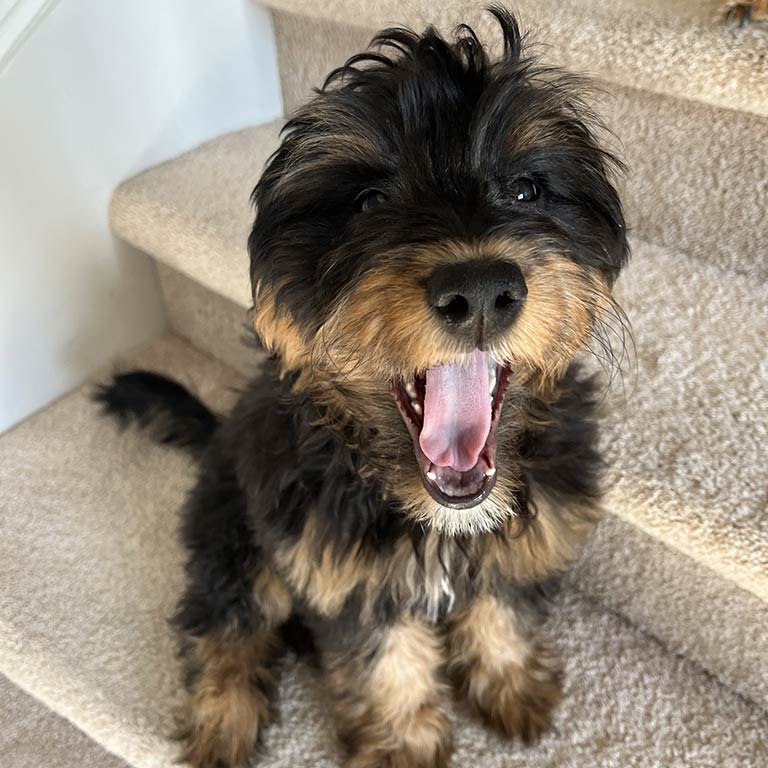 Bernedoodle with his tongue out