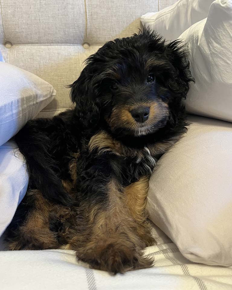 One of the hypoallergenic mini Bernedoodles at Love Berners sitting in a white couch