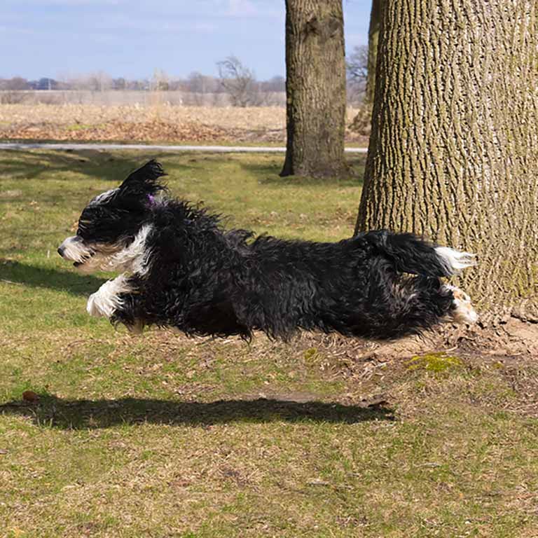 Bernedoodle jumping in the air