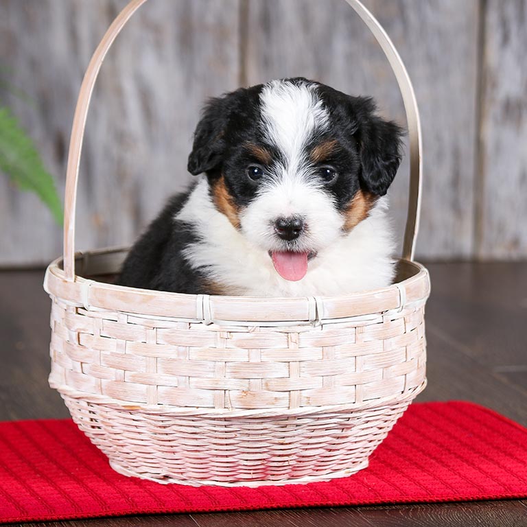 Bernedoodle puppy inside of a white basket