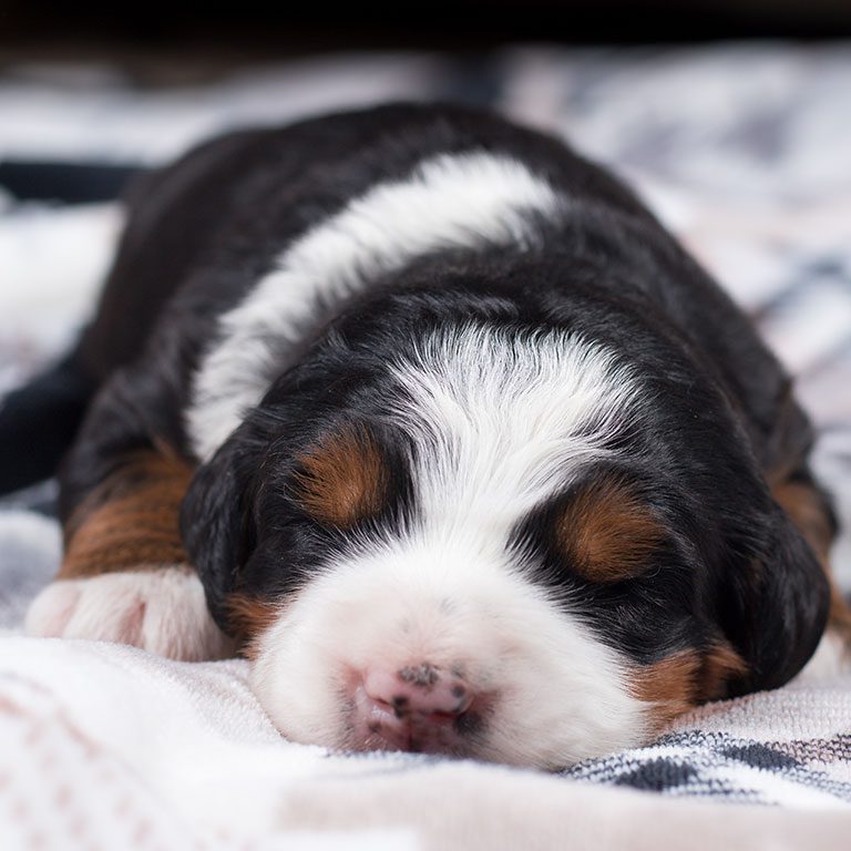 Bernedoodle puppy sleeping