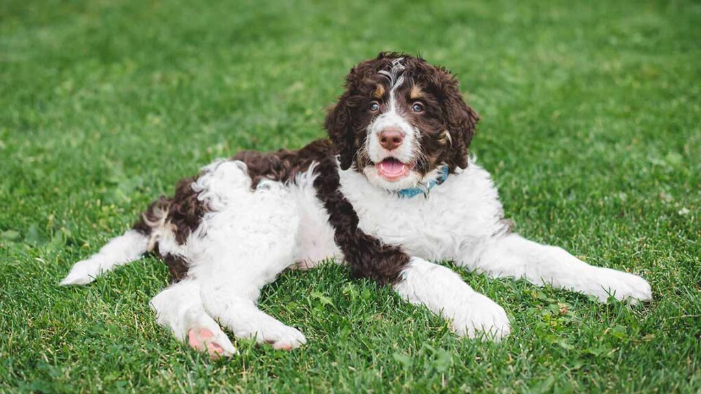 Adult Bernedoodle laying down in the grass