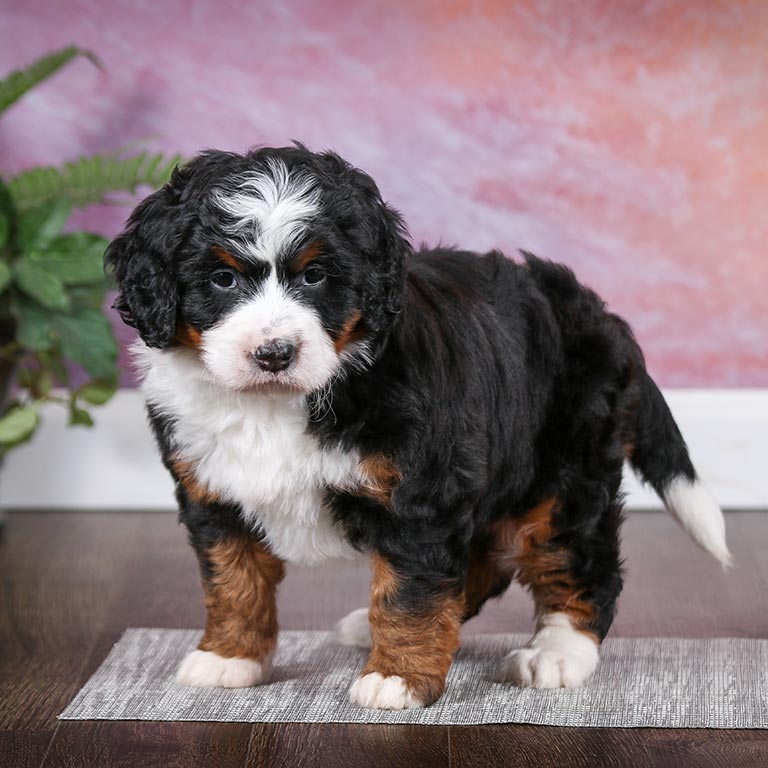 Small Bernedoodle at Love Berners