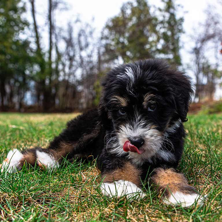 Small Bernedoodle playing in the grass