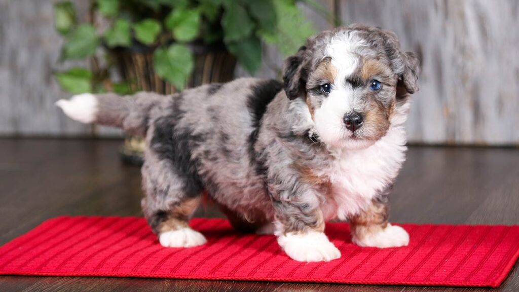 One of the tiny Bernedoodles at Love Berners