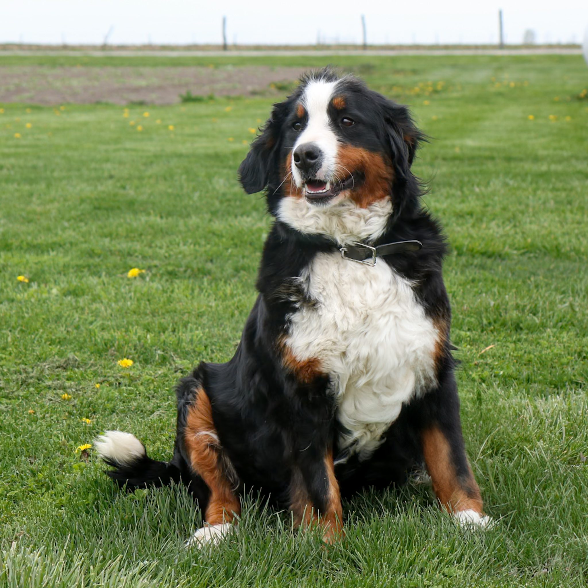 Lyla A Mini Bernese Mountain Dog with a thick black, white, and brown coat sits on green grass in a field, looking slightly to the side. Yellow dandelions are scattered throughout the grass around this adorable mini Berner.