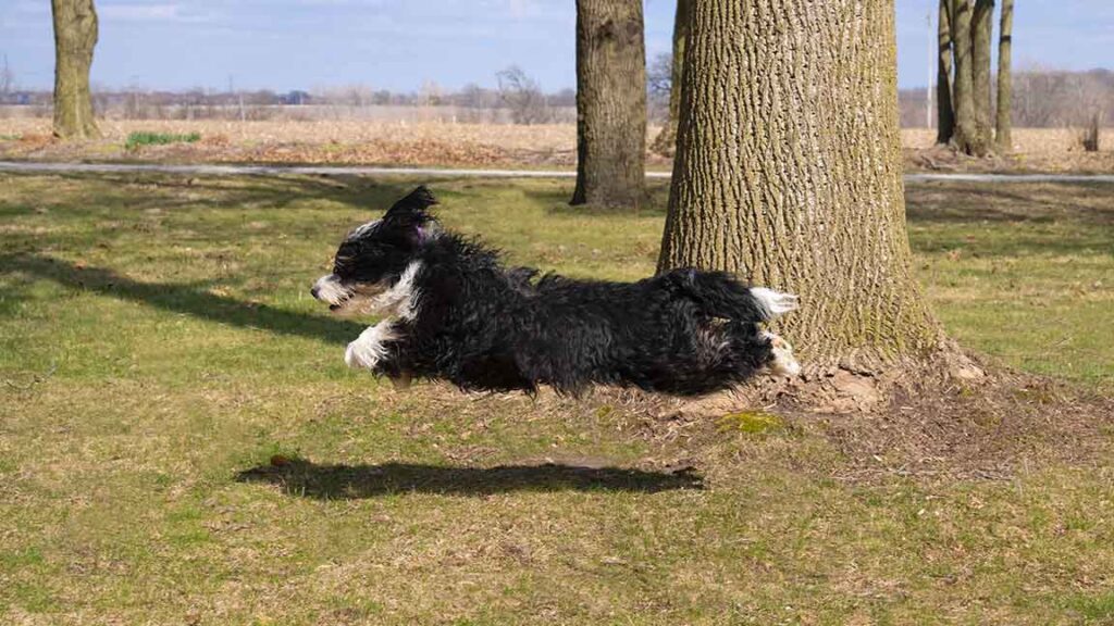Tiny Bernedoodle running outside