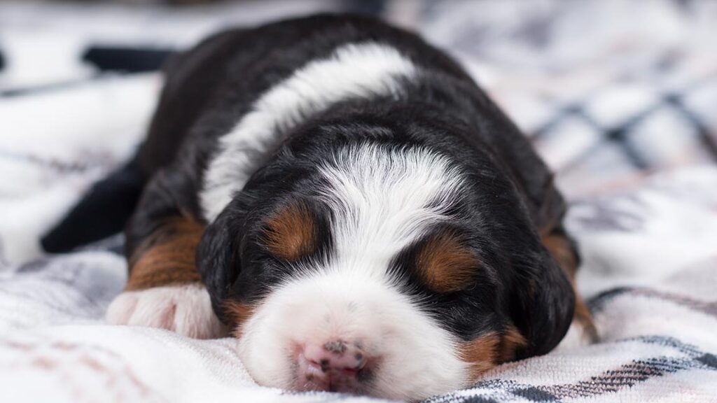 Tiny Bernedoodle puppy sleeping