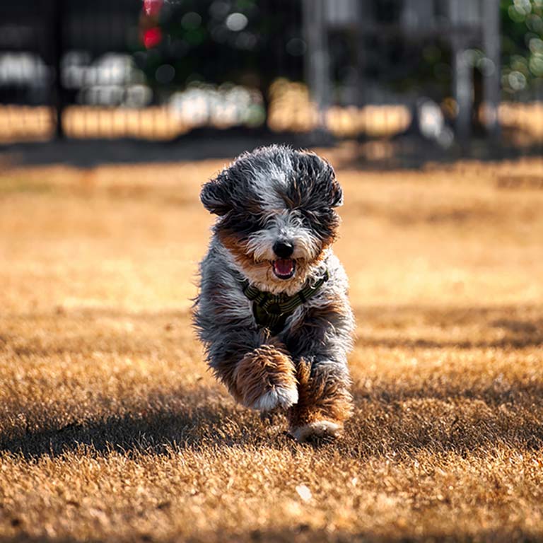 Tiny Bernedoodle puppy running