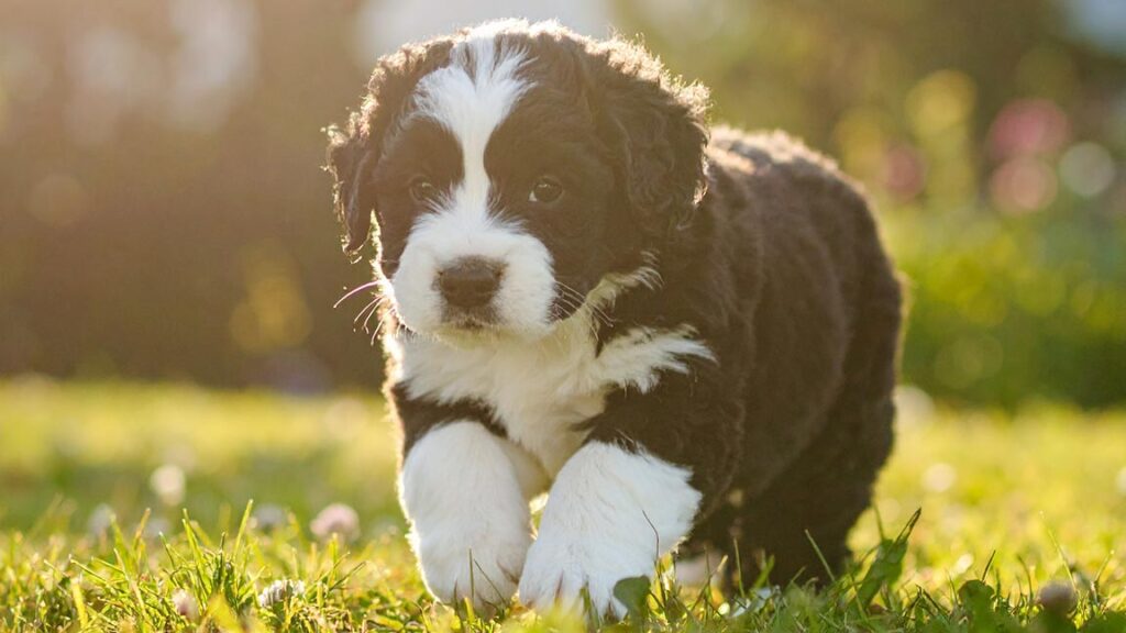 Tiny Bernedoodle puppy running in the grass