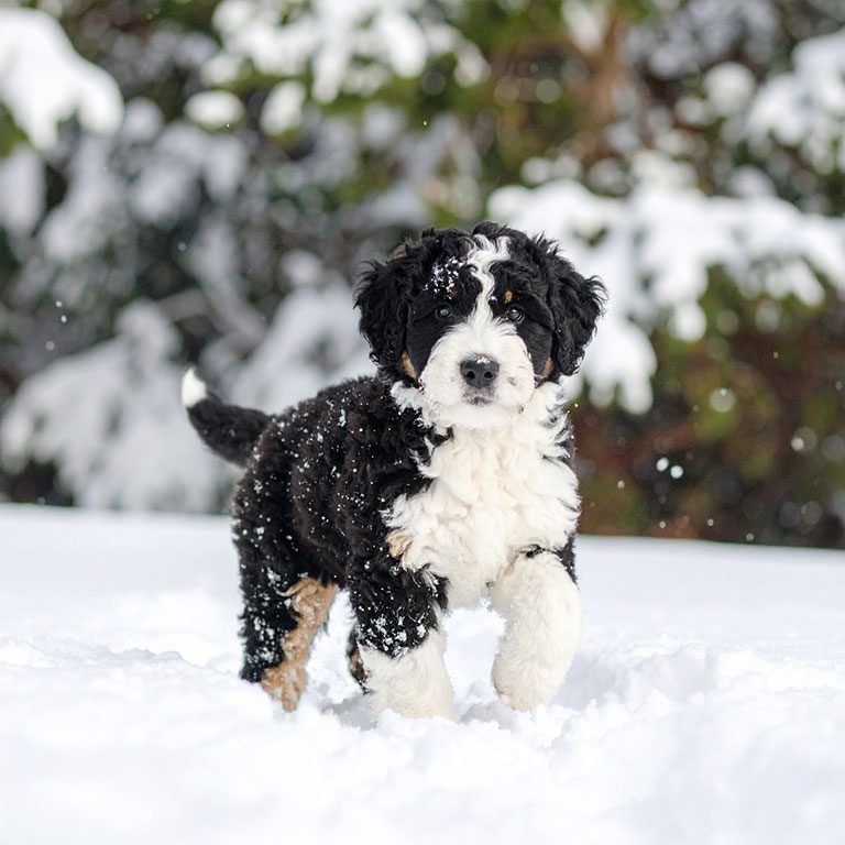 Tiny Bernedoodle puppy walking in the snow