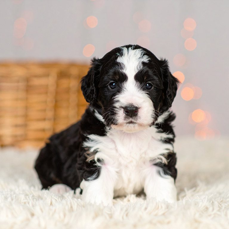 Tiny Bernedoodle puppy sitting on a white blanket