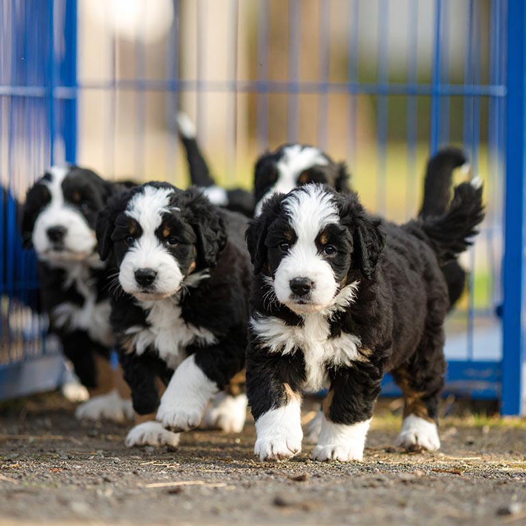 Tiny Bernedoodle puppies running