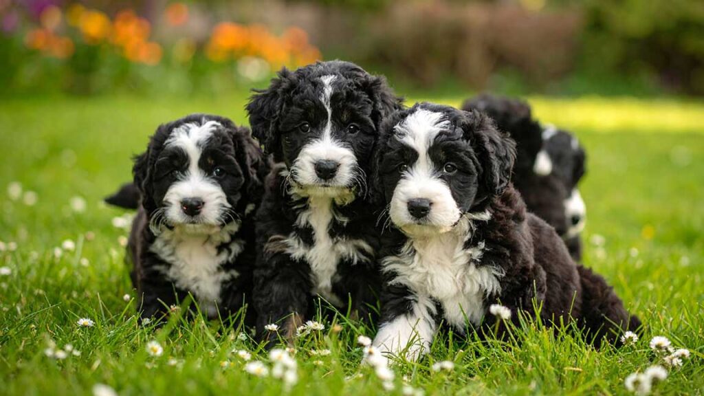 Tiny Bernedoodles playing in the grass