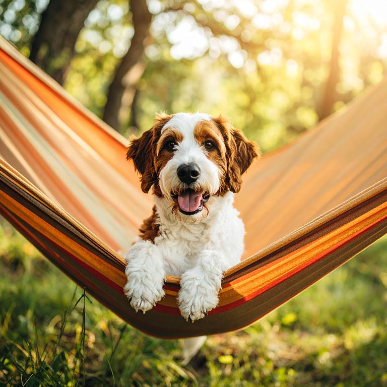 Bernedoodle sitting down in a hammock