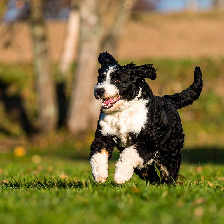 Bernedoodle running in the grass after potty training