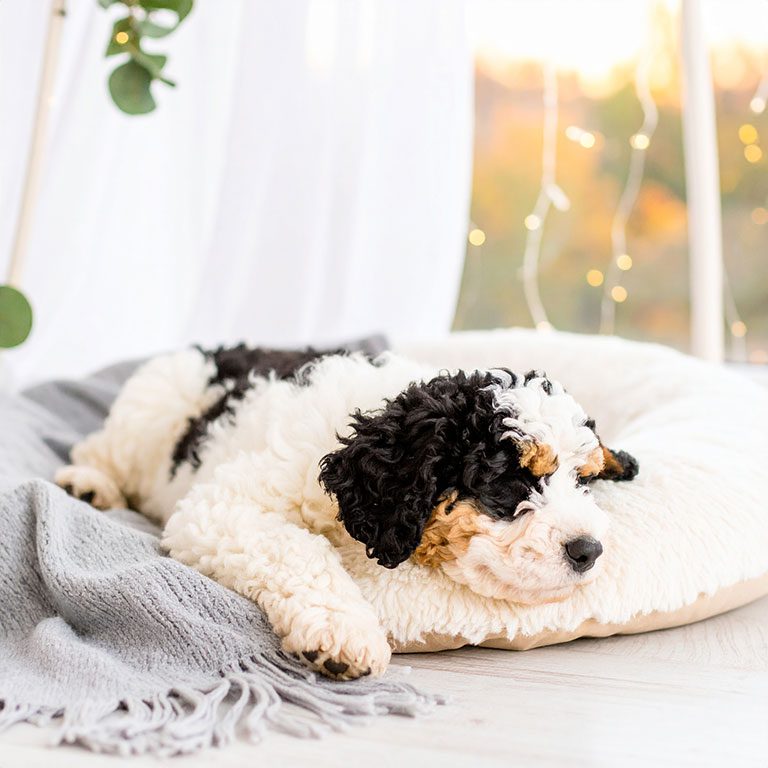 Guide on how to potty train a Bernedoodle puppy