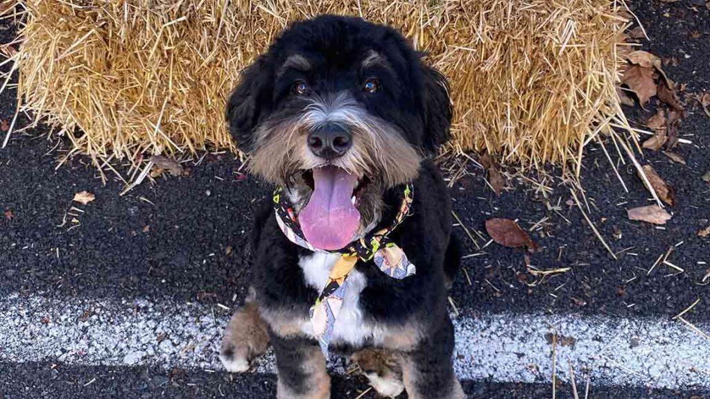 Bernedoodle puppy at Love Berners