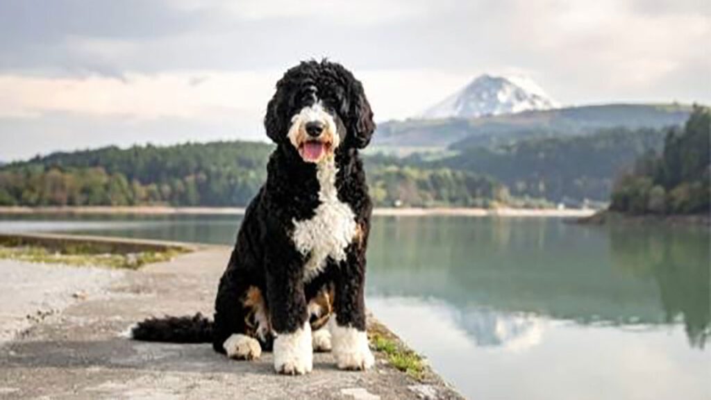 Bernedoodle posing in front of a scenic background with mountains