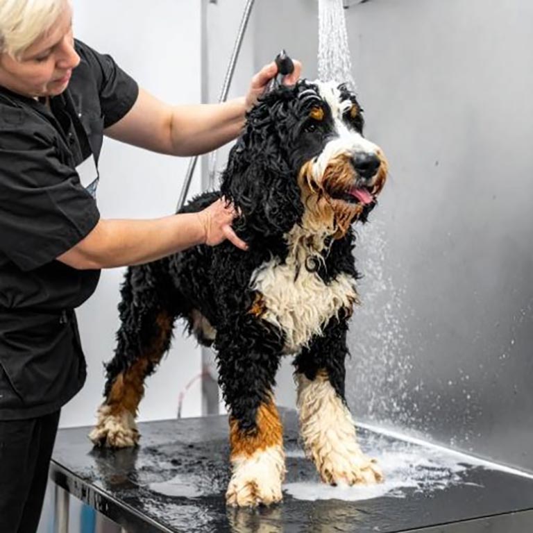 Bernedoodle getting a shower from a professional groomer