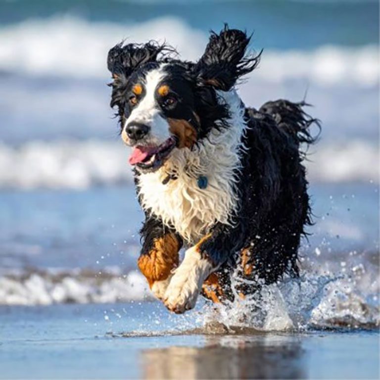 Bernedoodle running in the sand at the beach with wet hair