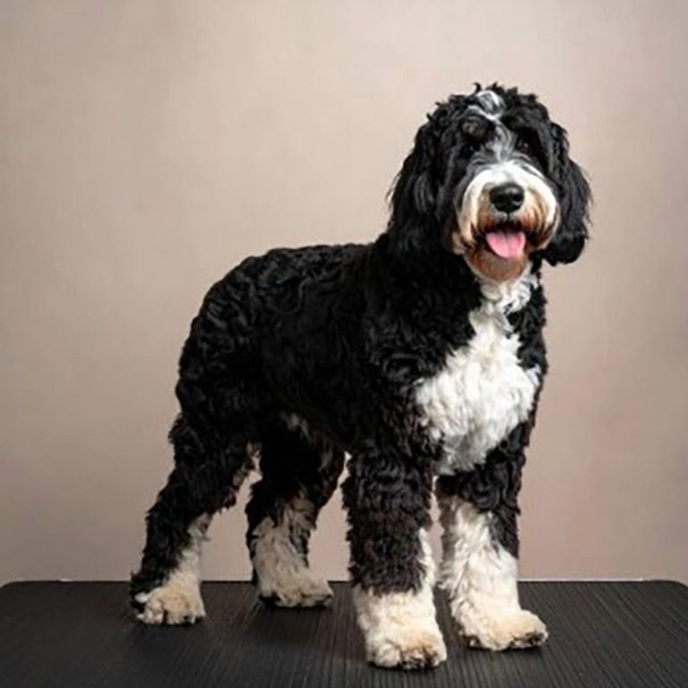 Adult dog right after professional Bernedoodle grooming