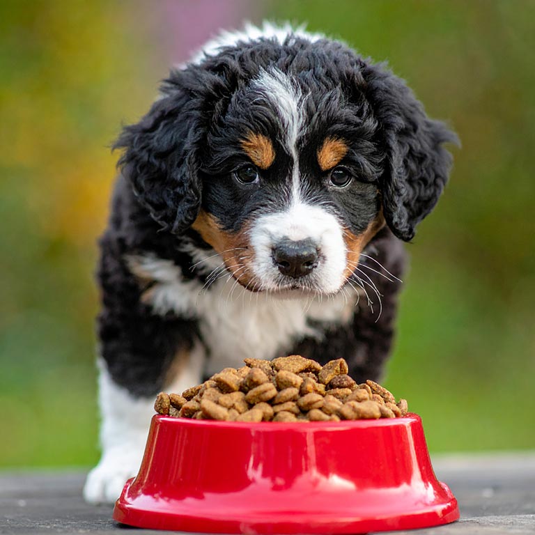 Puppy being fed the best diet for a mini Bernese Mountain dog in a red bowl