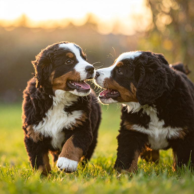 Two mini Bernese Mountain dogs playing together in the grass