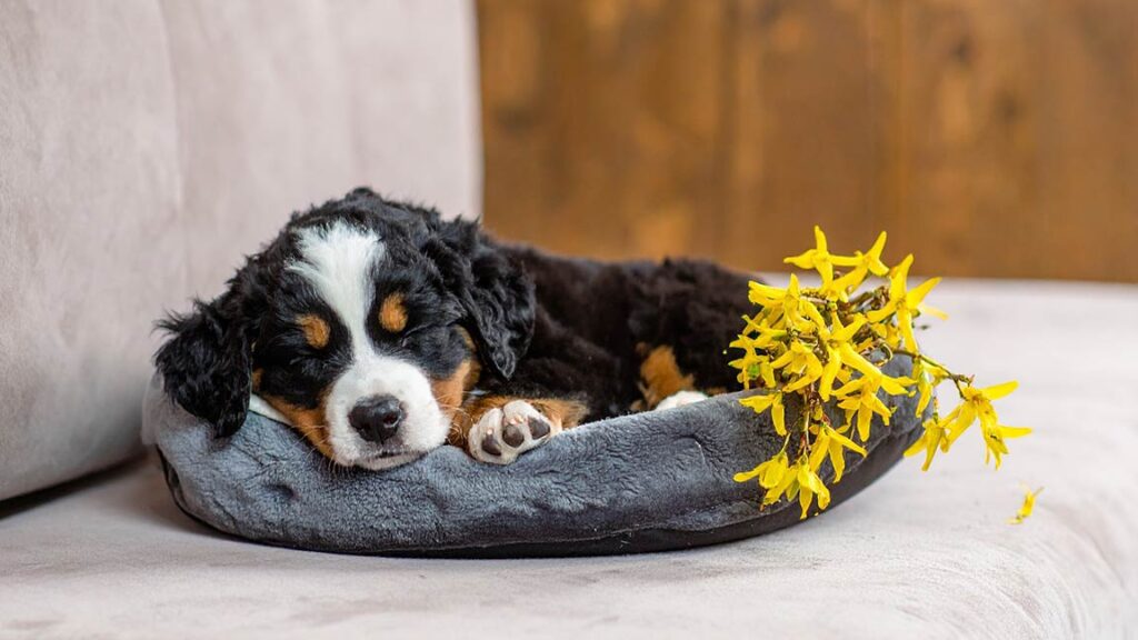 Mini Bernese Mountain dog sleeping in his dog bed with yellow flowers