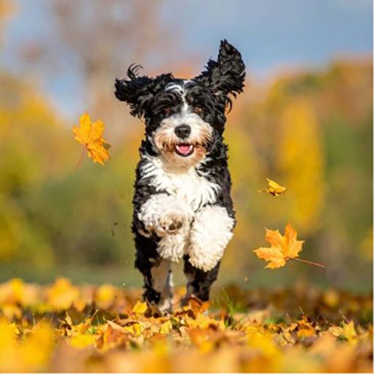 Full grown Mini Bernedoodle running on top of dead leaves