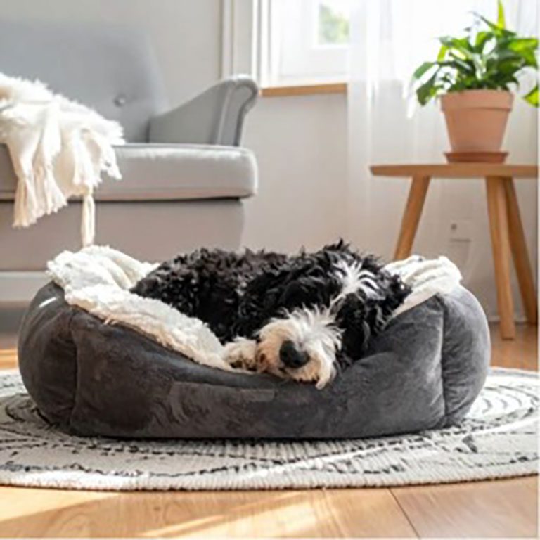 Mini Bernedoodle sleeping in his dog bed