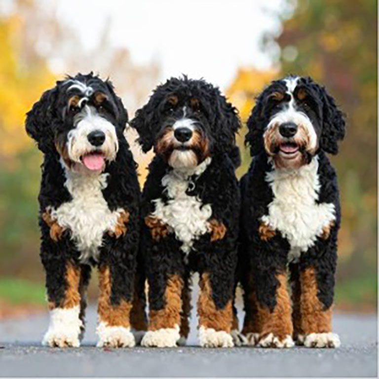 Three mini Bernedoodle dogs standing next to each other