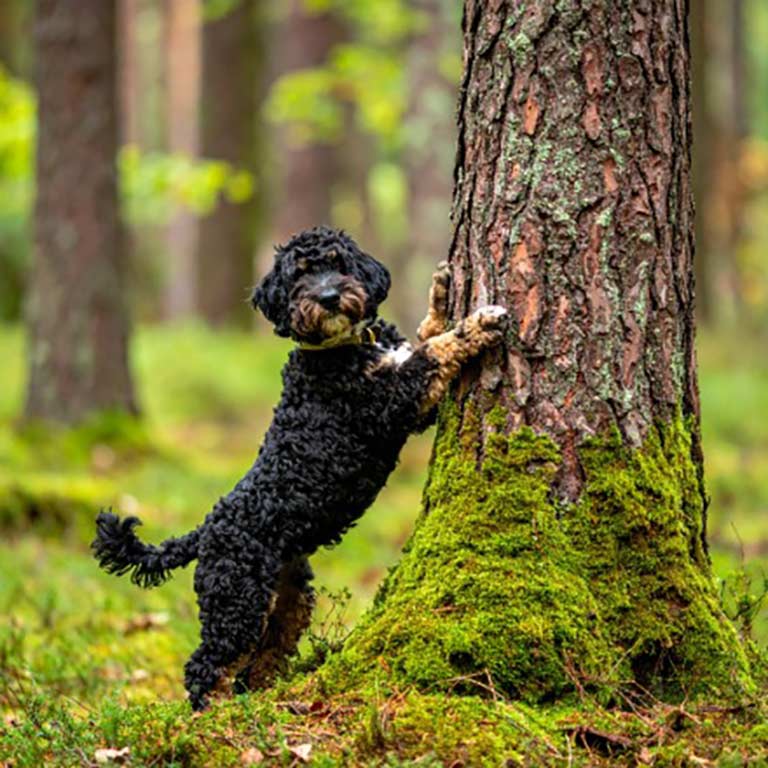 Full grown Mini Bernedoodle standing up against a tree