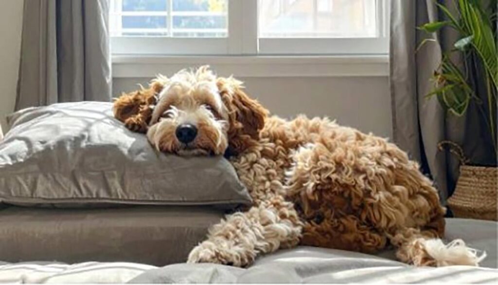 How Long Do Mini Bernedoodles Live? Old mini Bernedoodle sleeping on a couch