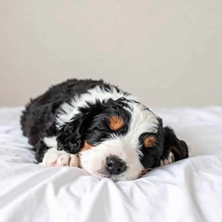 Mini Bernedoodle puppy sleeping on a white sheet on a bed