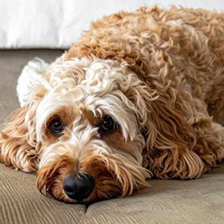 Mini Bernedoodle dog laying down