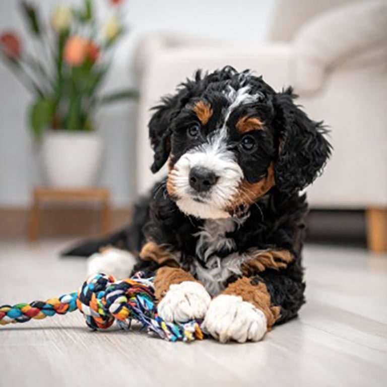 Mini Bernedoodle playing with a rope toy