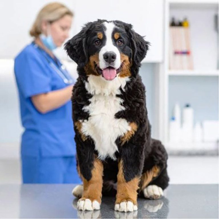 Mini Bernese Mountain Dog Health Issues at the veterinarian