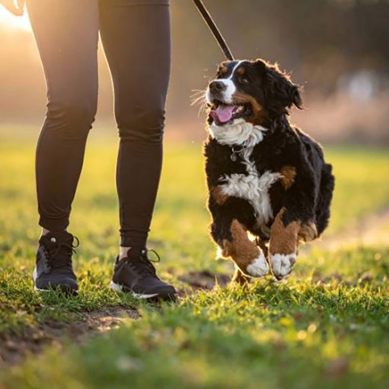 Mini Bernese Mountain Dog during a training session with owner