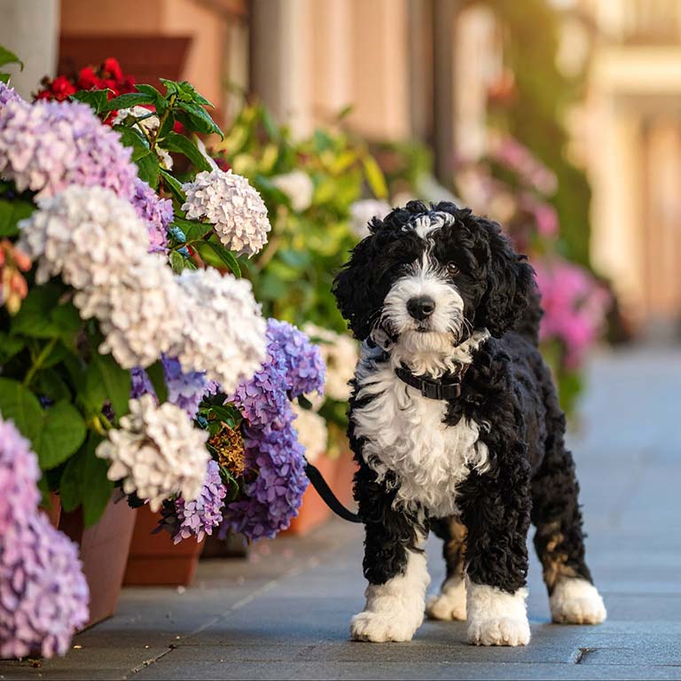 Puppy with no tiny Bernedoodle allergies walking by flowers